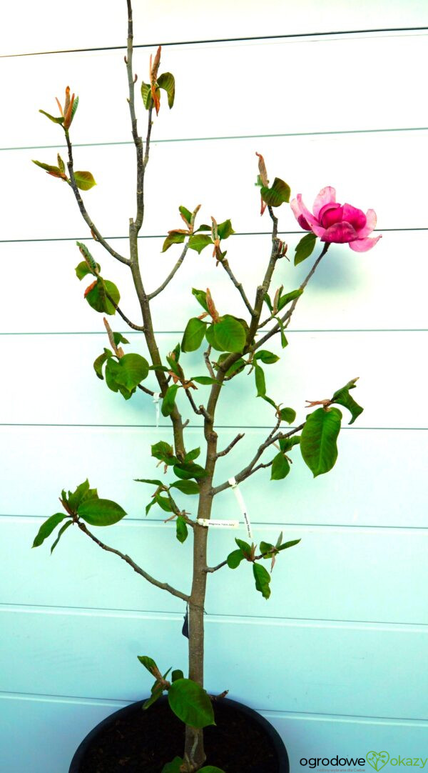 MAGNOLIA FELIX JURY
