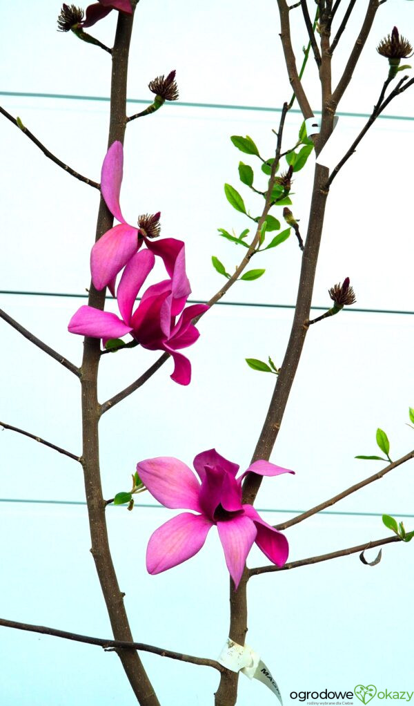 MAGNOLIA PINK PYRAMID PBR