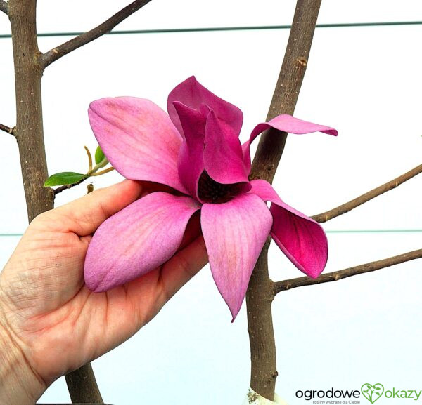 MAGNOLIA PINK PYRAMID PBR