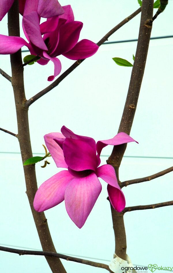 MAGNOLIA PINK PYRAMID PBR