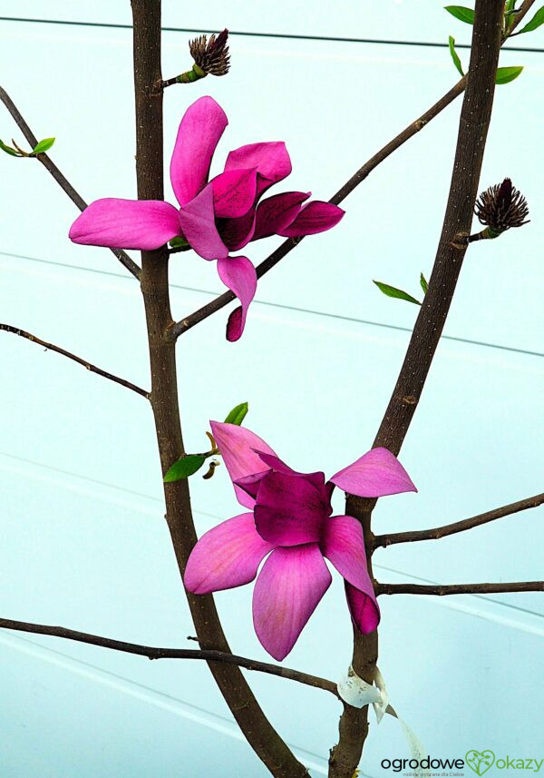 MAGNOLIA PINK PYRAMID PBR