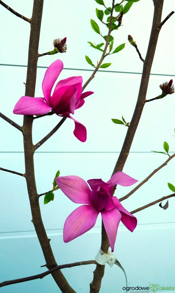 MAGNOLIA PINK PYRAMID PBR