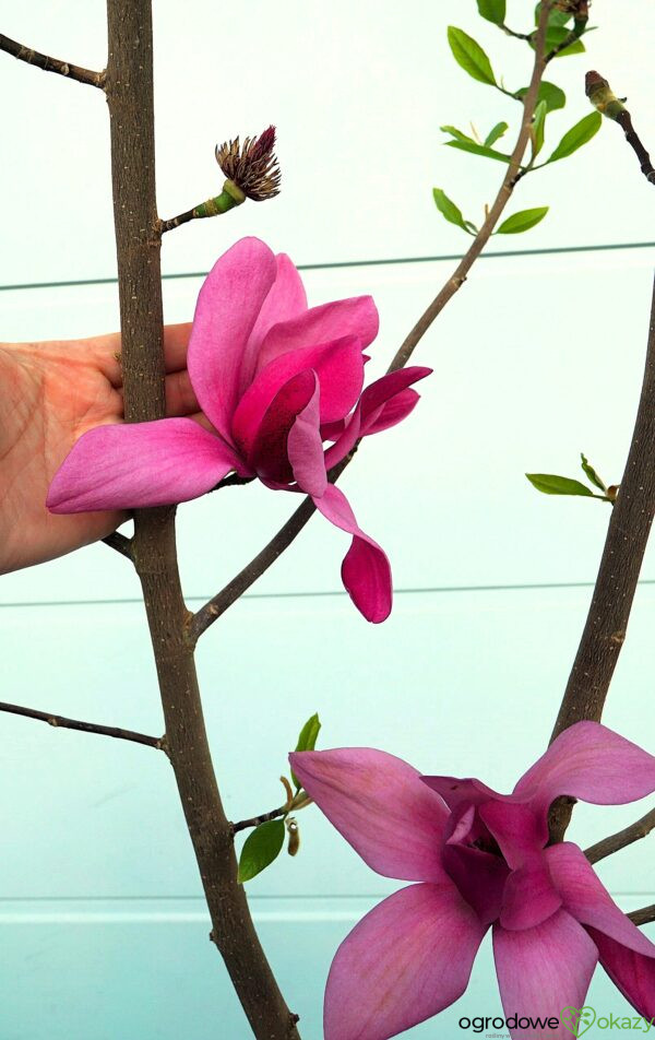 MAGNOLIA PINK PYRAMID PBR