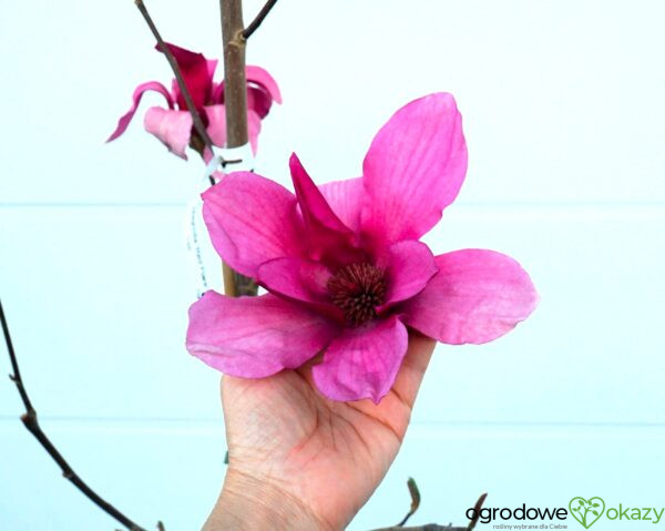 MAGNOLIA RED FLARE