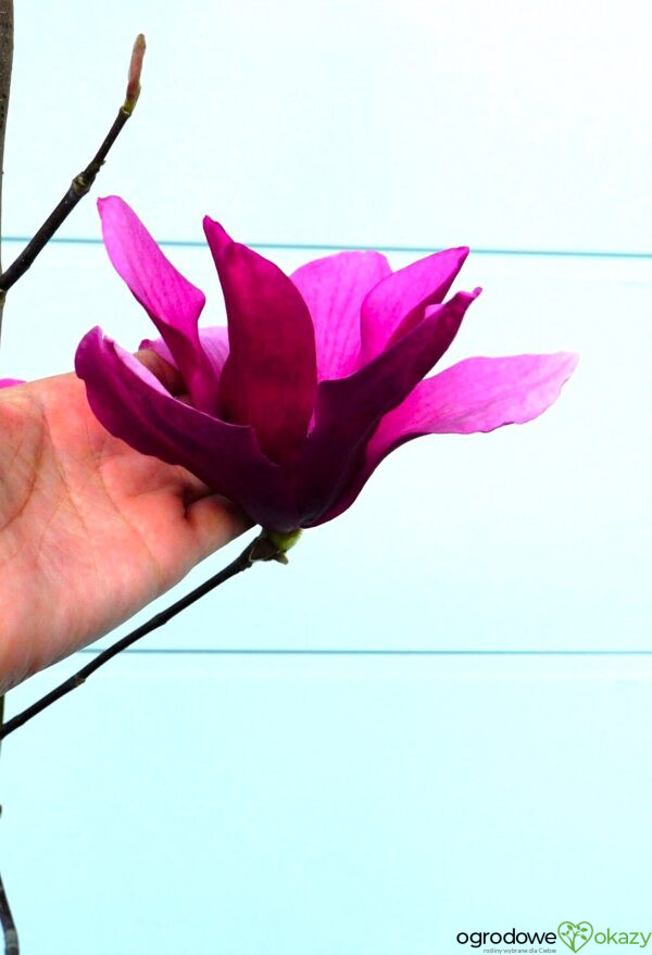 MAGNOLIA RED FLARE