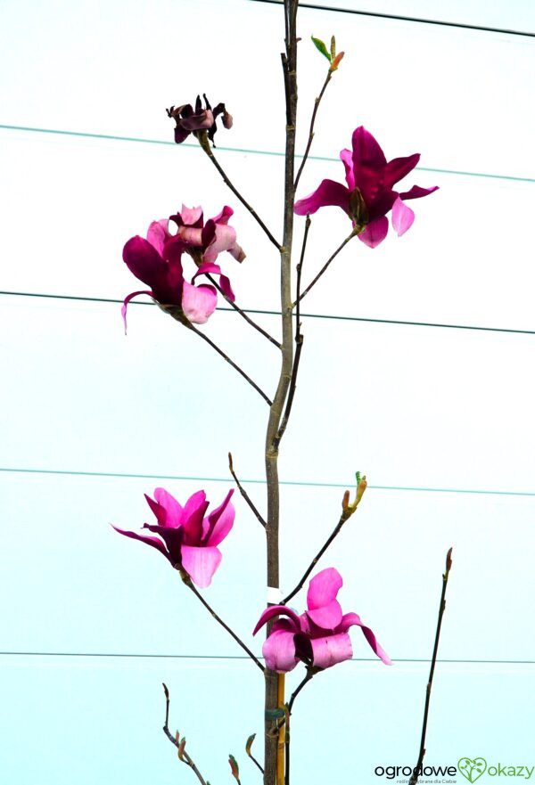 MAGNOLIA RED FLARE