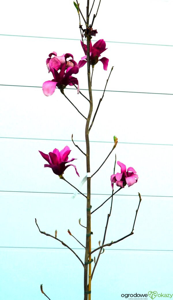 MAGNOLIA RED FLARE