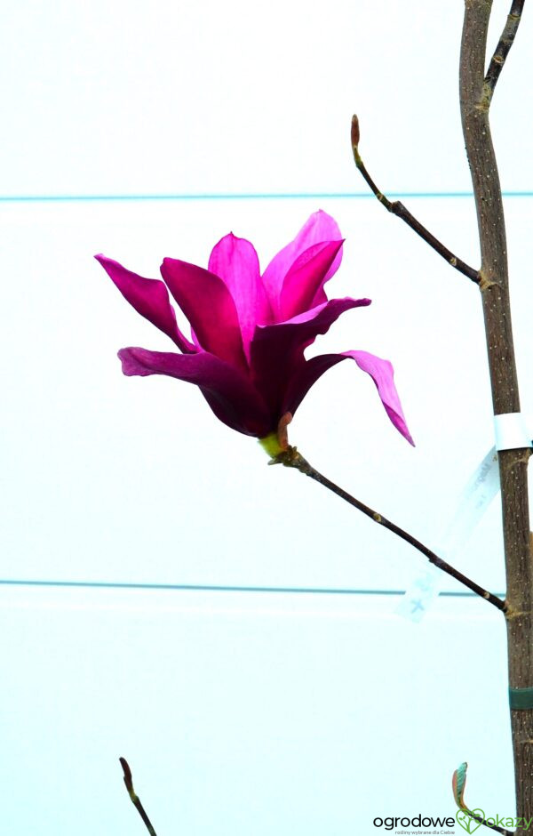 MAGNOLIA RED FLARE