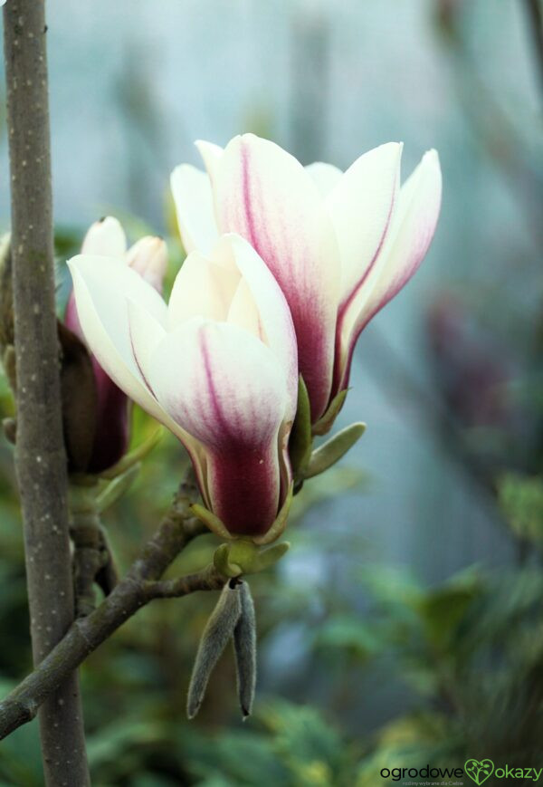 MAGNOLIA BJUV