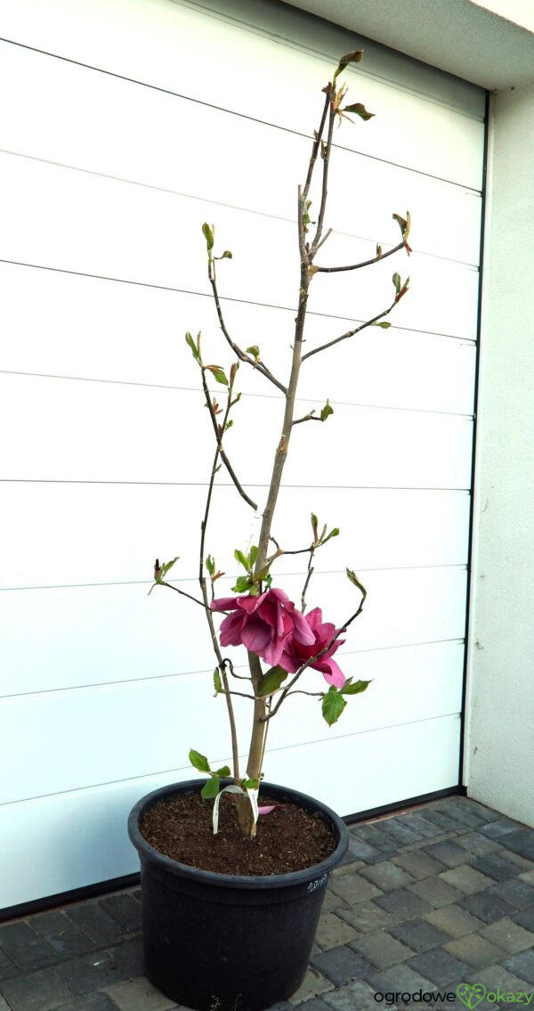 MAGNOLIA EMPEROR