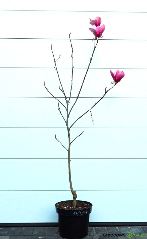 MAGNOLIA RED AS RED