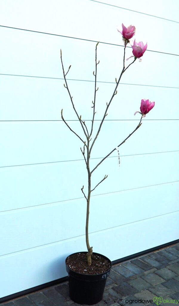 MAGNOLIA RED AS RED