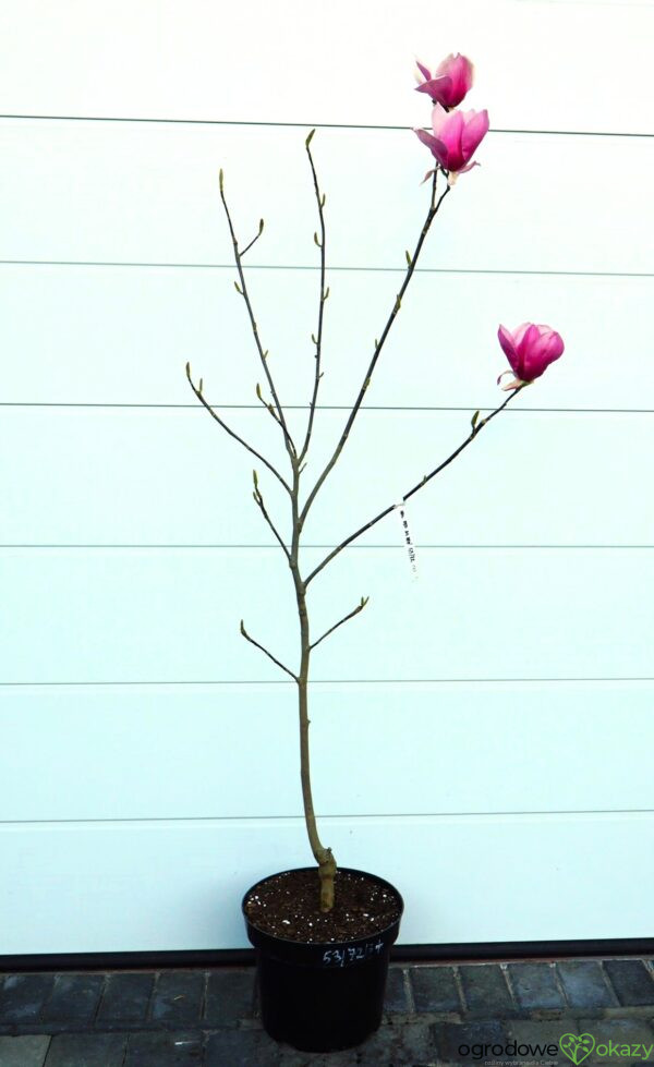 MAGNOLIA RED AS RED