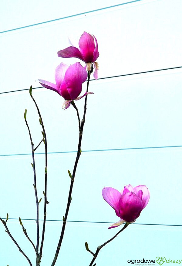 MAGNOLIA RED AS RED