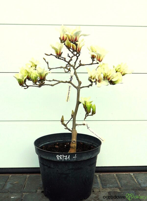 MAGNOLIA GREEN DIAMOND