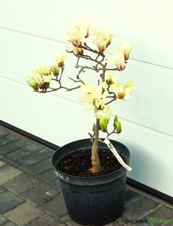 MAGNOLIA GREEN DIAMOND