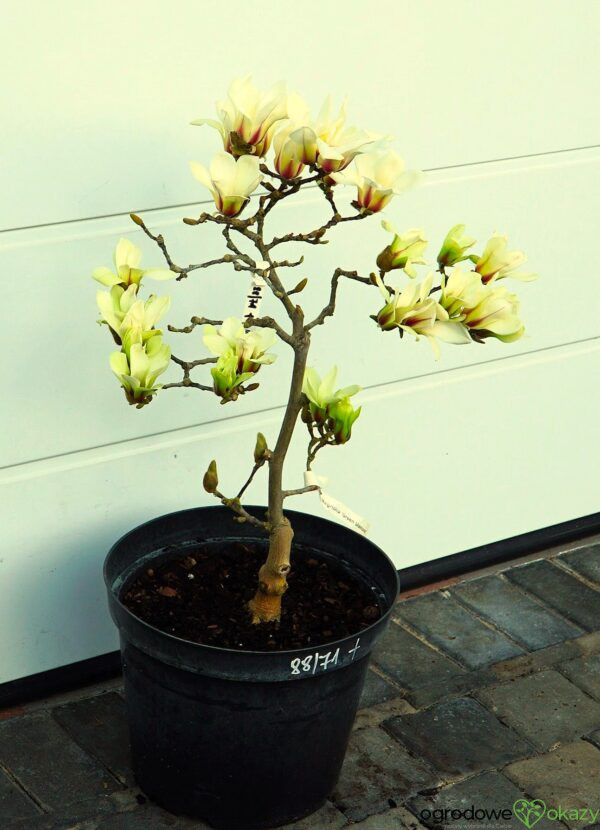 MAGNOLIA GREEN DIAMOND