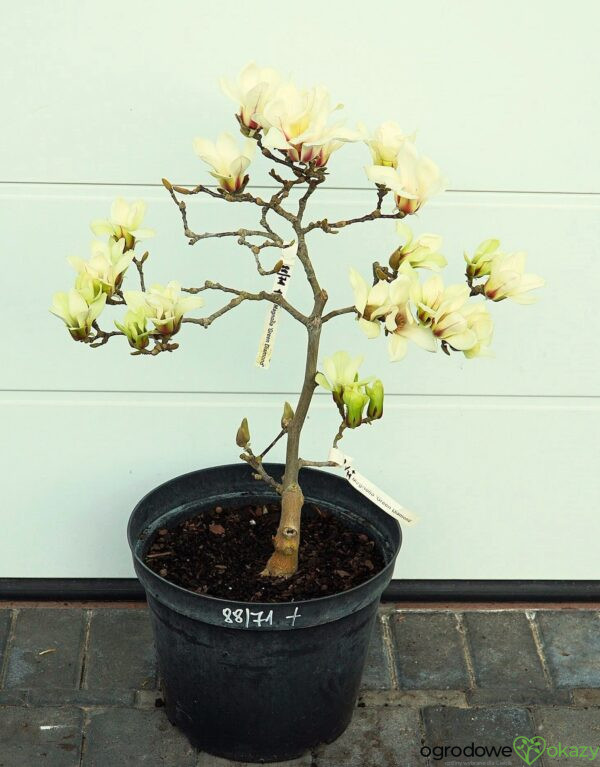 MAGNOLIA GREEN DIAMOND