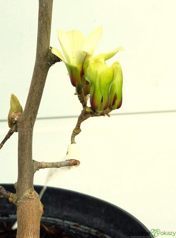 MAGNOLIA GREEN DIAMOND