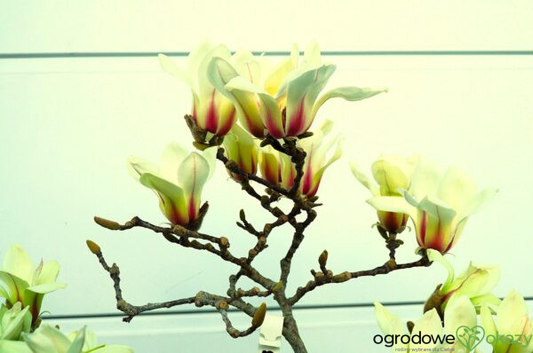 MAGNOLIA GREEN DIAMOND