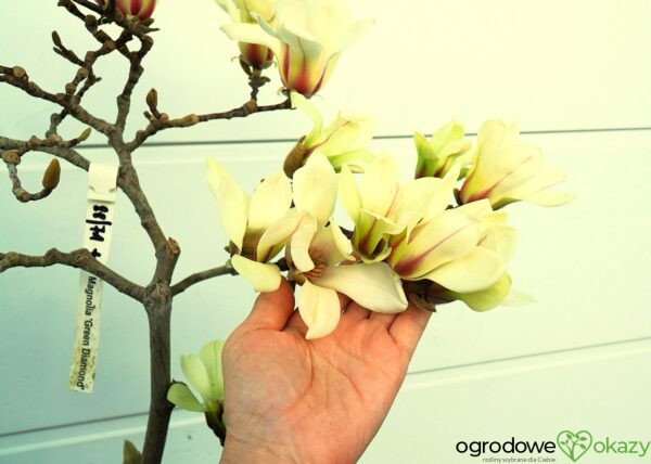 MAGNOLIA GREEN DIAMOND