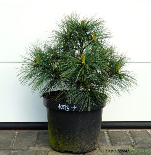 SOSNA WEJMUTKA BLUE SHAG Pinus strobus