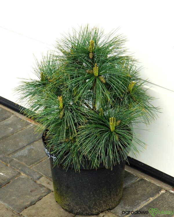 SOSNA WEJMUTKA BLUE SHAG Pinus strobus
