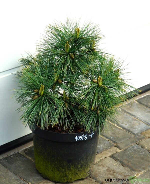 SOSNA WEJMUTKA BLUE SHAG Pinus strobus