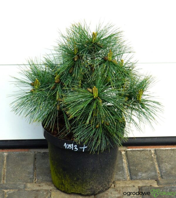 SOSNA WEJMUTKA BLUE SHAG Pinus strobus
