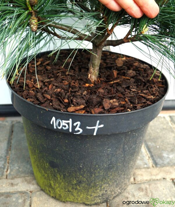 SOSNA WEJMUTKA BLUE SHAG Pinus strobus