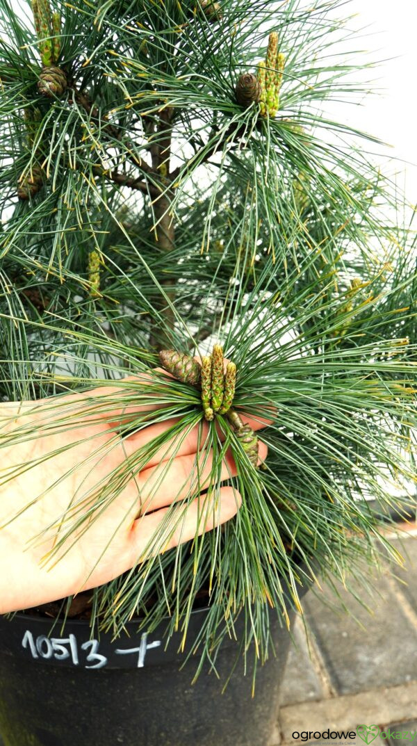SOSNA WEJMUTKA BLUE SHAG Pinus strobus