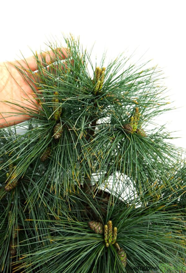 SOSNA WEJMUTKA BLUE SHAG Pinus strobus