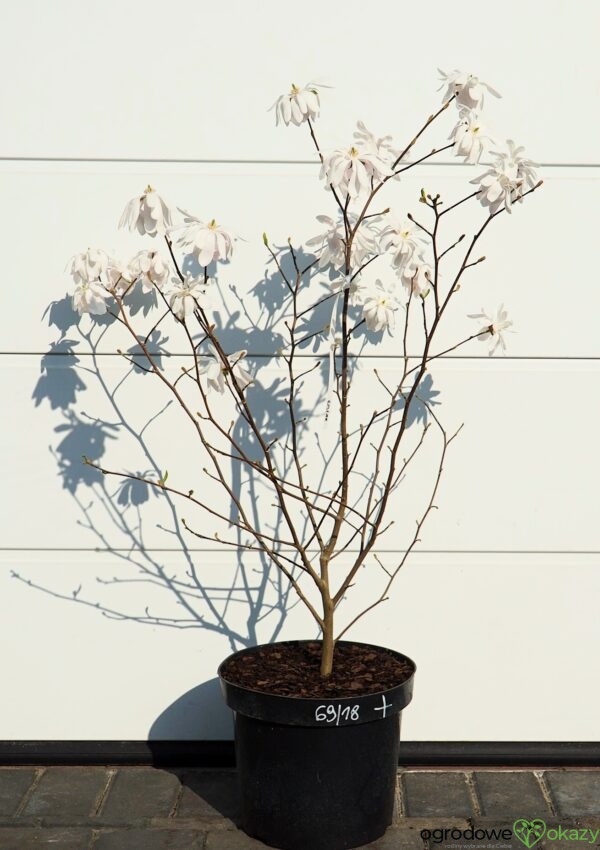 MAGNOLIA GWIAŹDZISTA WATERLILY Magnolia stellata