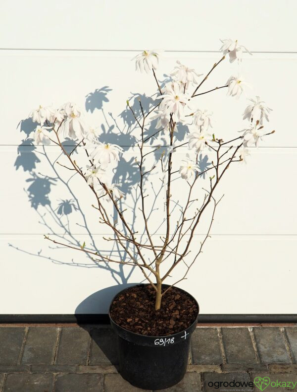 MAGNOLIA GWIAŹDZISTA WATERLILY Magnolia stellata