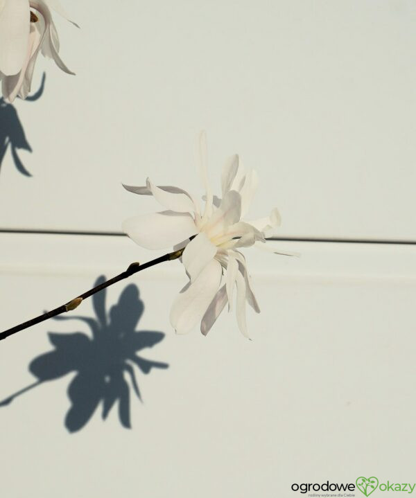 MAGNOLIA GWIAŹDZISTA WATERLILY Magnolia stellata
