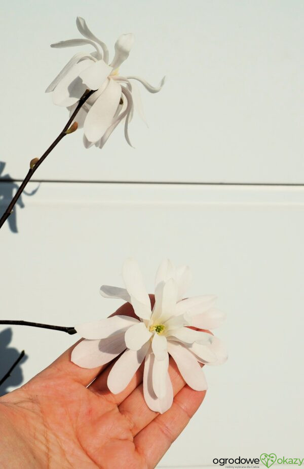 MAGNOLIA GWIAŹDZISTA WATERLILY Magnolia stellata