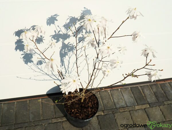 MAGNOLIA GWIAŹDZISTA WATERLILY Magnolia stellata
