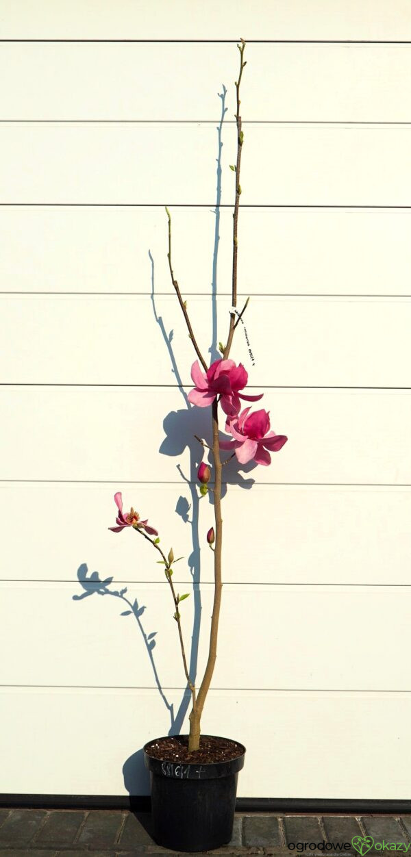 MAGNOLIA CLEOPATRA PBR