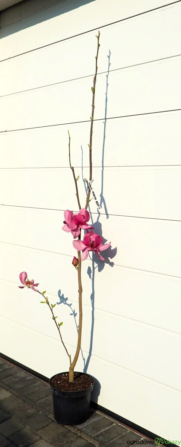 MAGNOLIA CLEOPATRA PBR