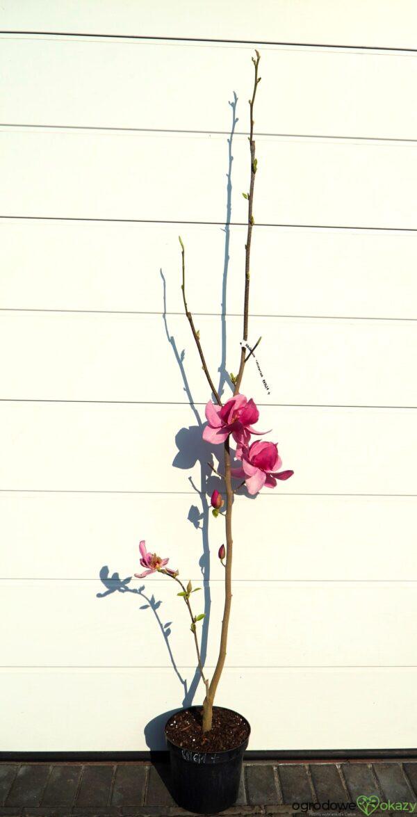 MAGNOLIA CLEOPATRA PBR