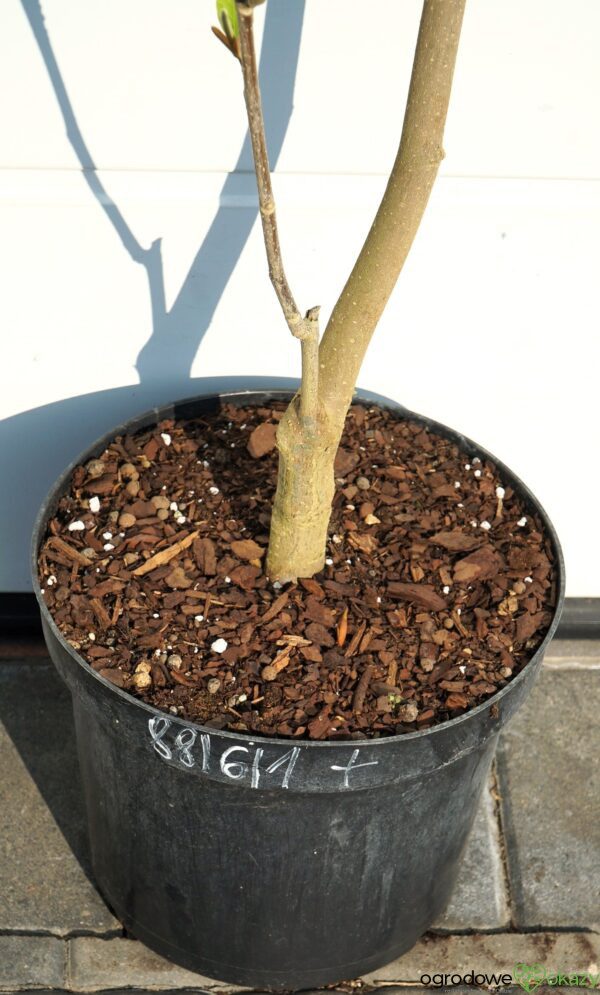 MAGNOLIA CLEOPATRA PBR