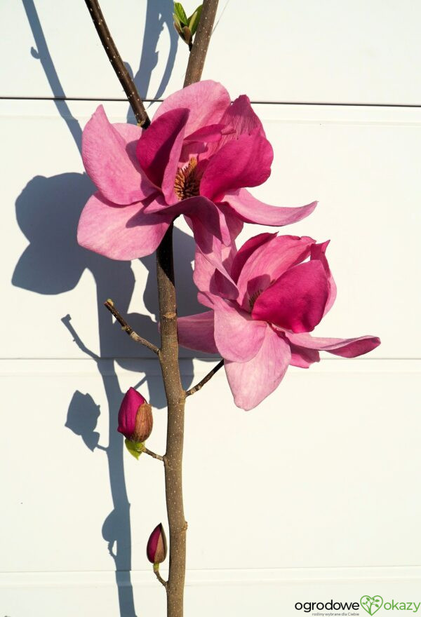 MAGNOLIA CLEOPATRA PBR
