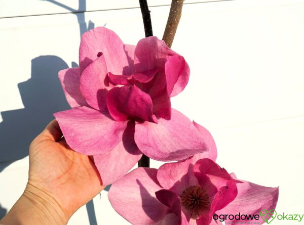 MAGNOLIA CLEOPATRA PBR