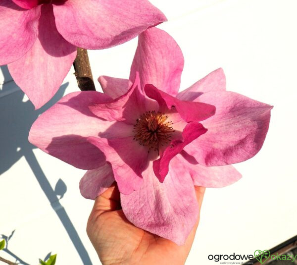 MAGNOLIA CLEOPATRA PBR