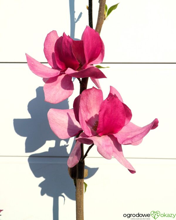 MAGNOLIA CLEOPATRA PBR