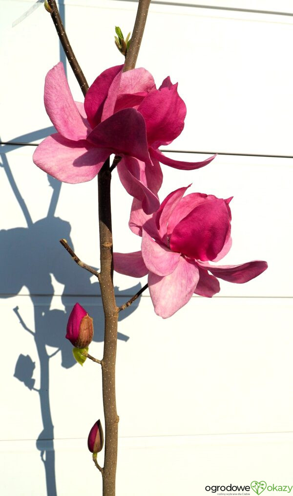 MAGNOLIA CLEOPATRA PBR