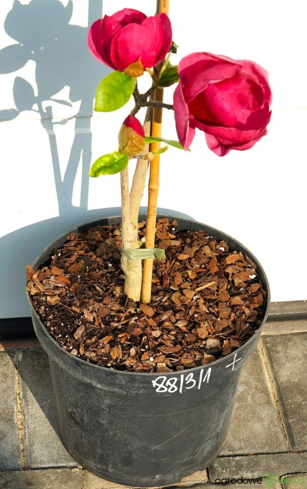 MAGNOLIA BLACK TULIP PBR