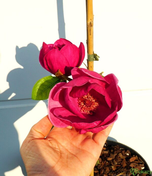 MAGNOLIA BLACK TULIP PBR