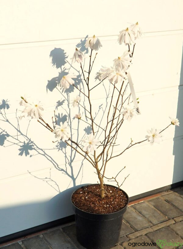 MAGNOLIA GWIAŹDZISTA WATERLILY Magnolia stellata