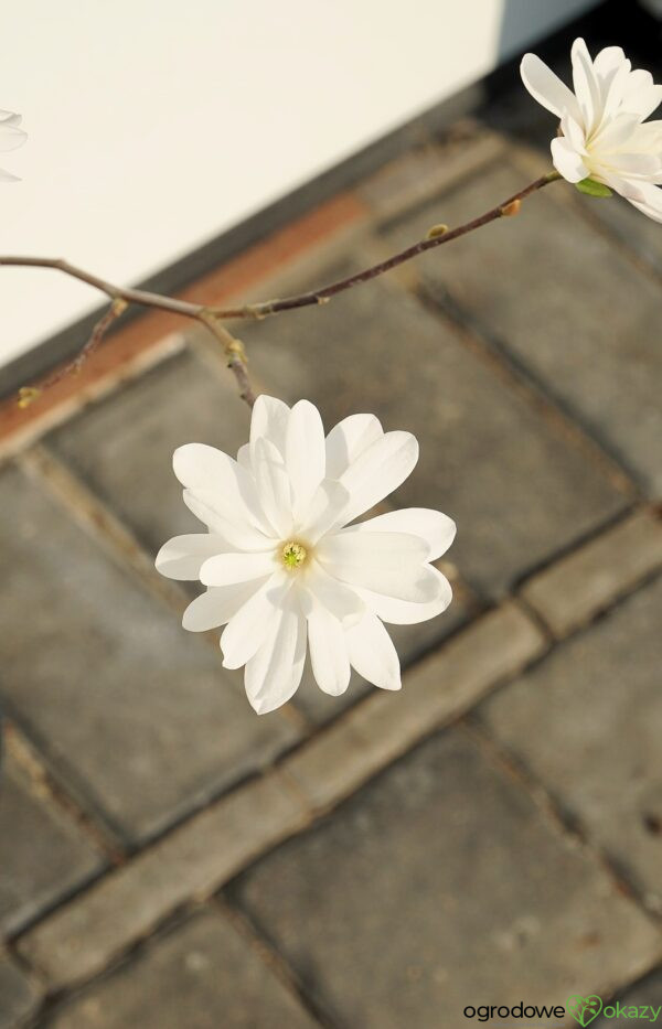 MAGNOLIA GWIAŹDZISTA WATERLILY Magnolia stellata